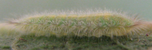 Larvae